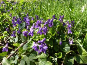 Viola odorata22 Marzo 2013