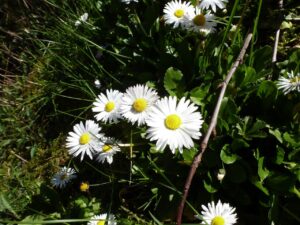 Bellis Perennis