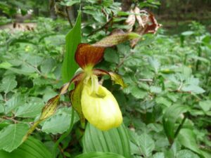 Cypripedium calceolus