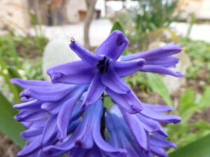 Hyacinthus orientalis20 Marzo 2013