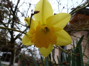 Narcissus pseudonarcissus20 Marzo 2013