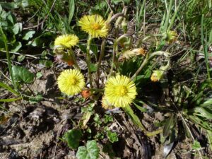 Tussilago farfara