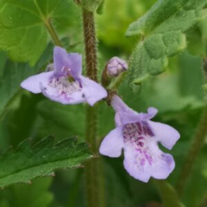 Glechoma hederacea