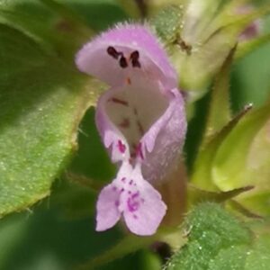 Lamium purpureum