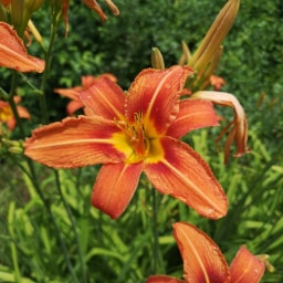 Hemerocallis fulva