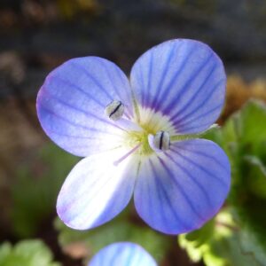Veronica filiformis