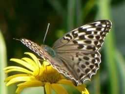 La Delicatezza e la Connessione della Vita