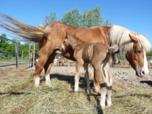 Cavalli Avelignesi1 Giugno 2010