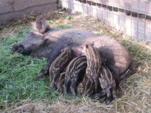 Cinghiala in allattamento14 Aprile 2010