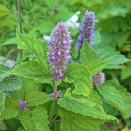 Agastache foeniculum1 Ottobre 2017