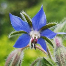 Borago officibalis