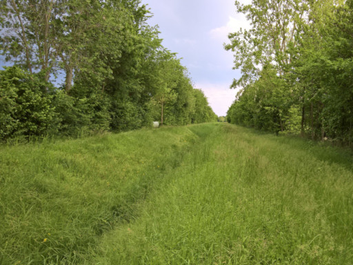 Capezzagne lungo il capofosso sud8 Maggio 2017