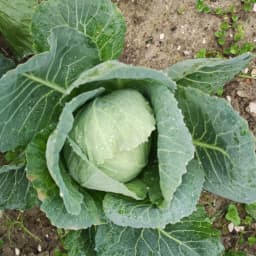 Cavolo Cappuccio16 Dicembre 2020