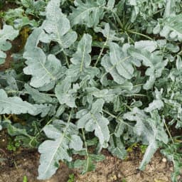 Cavolo Fiolaro16 Dicembre 2020