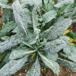 Cavolo Nero Toscano16 Dicembre 2020