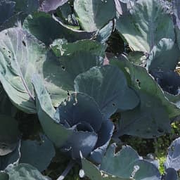 Cavolo Viola7 Giugno 2020