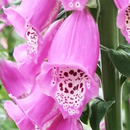 Digitalis Purpurea16 Maggio 2019