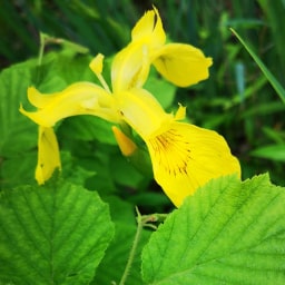 Iris pseudacorus16 Maggio 2019