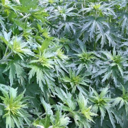 Leonurus cardiaca19 Aprile 2017