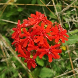 Lychnis chalcedonica10 Giugno 2020