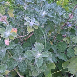 Marrubium vulgare1 Ottobre 2017