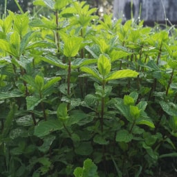 Mentha piperita18 Giugno 2020