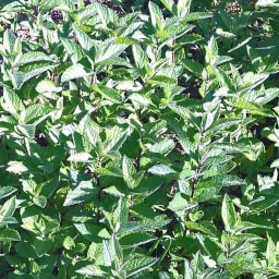 Mentha spicata1 Novembre 2017