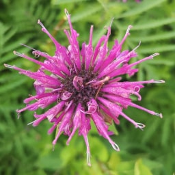 Monarda Didyma26 Giugno 2020