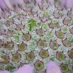 Monarda fistulosa27 Giugno 2020