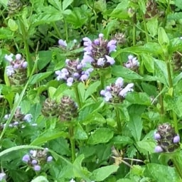 Prunella vulgaris21 Giugno 2020