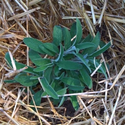 Salvia officinalis20 Marzo 2017