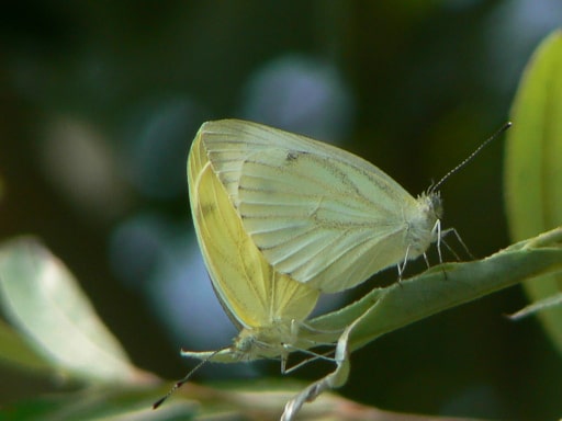 Farfalle in accoppiamento