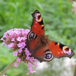 Aglais io (Vanessa io, Occhio di Pavone)17 Ottobre 2014