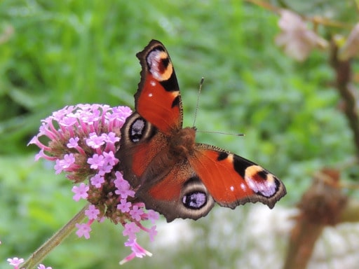 Aglais io (Vanessa io, Occhio di Pavone)17 Ottobre 2014
