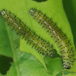 Bruchi su foglie di Quercia2 Maggio 2020