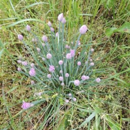 Erba Cipollina1 Maggio 2015