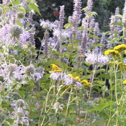 Agastache Foeniculum