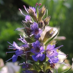 Hyssopus officinalis7 Settembre 2014