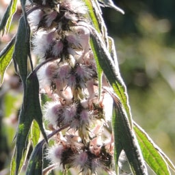 Leonurus cardiaca3 Giugno 2015