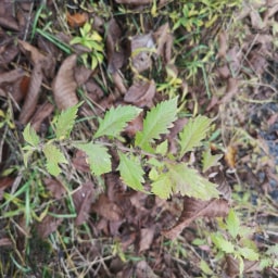 Lycopus europaeus14 Novembre 2020