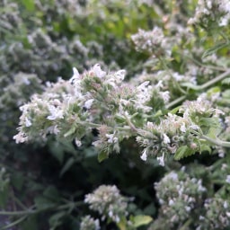 Nepeta cataria5 Luglio 2018