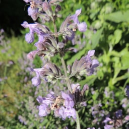 Nepeta racemosa10 Maggio 2015
