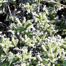 Origanum vulgare28 Luglio 2018