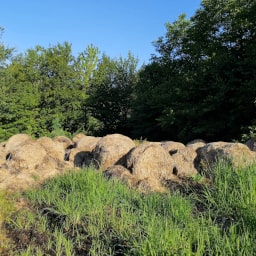 Paglia a fermentare.21 Giugno 2020