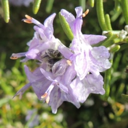 Salvia rosmarinus1 Aprile 2018