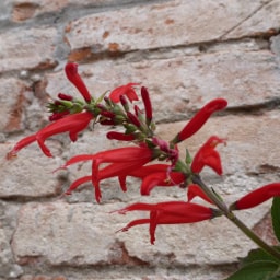 Salvia Coccinea26 Aprile 2013