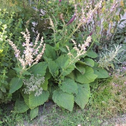 Salvia sclarea3 Giugno 2015