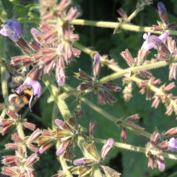 Salvia sclarea3 Giugno 2015