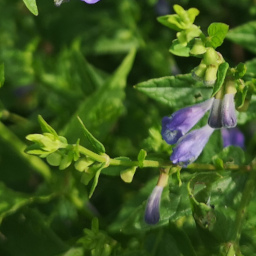 ScutellariaGalericulata12 Luglio 2020