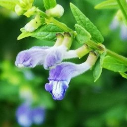 ScutellariaGalericulata12 Luglio 2020